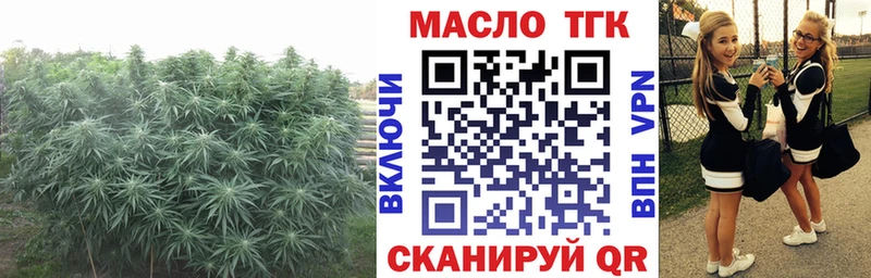 где найти   Обоянь  ТГК THC oil 